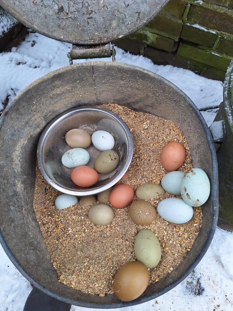 Kleurenleggers broed eieren, eastereggers, Geslacht onbekend, Kip