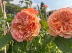 Klimroos/Leiroos/Plukroos abrikoos/oranje kleurige bloem, Ophalen, Overige soorten