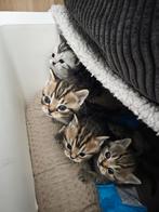 Britse kortharig kittens, Dieren en Toebehoren, Katten en Kittens | Raskatten | Korthaar