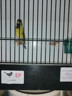 baardsijs tt vogel met grote baard, Dieren en Toebehoren, Mannelijk