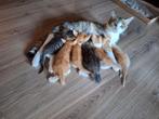 Super tamme kittens, Dieren en Toebehoren