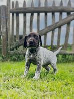 Duitse Korthaar pups, Dieren en Toebehoren, Honden | Setters en Staande honden, Duitse Staande hond, Rabiës (hondsdolheid), 8 tot 15 weken