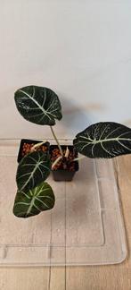 Alocasia Black Velvet 2x, Ophalen of Verzenden, Overige soorten, Minder dan 100 cm