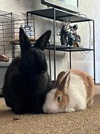 Konijnen koppel herplaatsing 2 vrouwtjes, Dieren en Toebehoren, Vrouwelijk, Dwerg