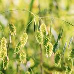 chasmanthium latifolium, Tuin en Terras, Planten | Tuinplanten, Ophalen, Zomer, Siergrassen, Volle zon