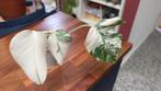 Monstera Variegata, Ophalen, Overige soorten, Minder dan 100 cm
