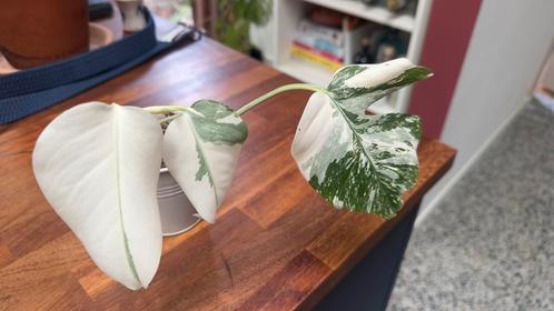 Monstera Variegata, Huis en Inrichting, Kamerplanten, Overige soorten, Minder dan 100 cm, Ophalen