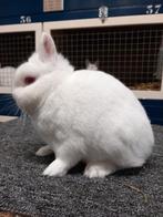 Te koop mooie Pool roodoog ram+voedster 2024, Dieren en Toebehoren, Konijnen, Mannelijk, Groot