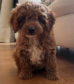 FB1 Cockapoo Pups Amerikaanse Cocker Spaniel x Poedel Pups, Dieren en Toebehoren, Poedel, CDV (hondenziekte), 8 tot 15 weken, Meerdere
