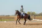 Mooie 5 jarige Glamourdale merrie, Merrie, B, Gechipt, Dressuurpaard
