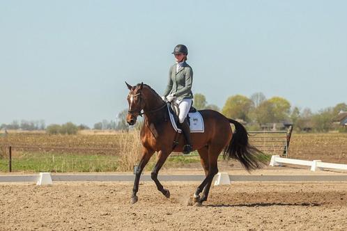 Mooie 5 jarige Glamourdale merrie, Dieren en Toebehoren, Paarden, Merrie, B, 160 tot 165 cm, 3 tot 6 jaar, Dressuurpaard, Met stamboom