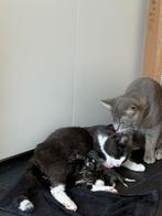 Brtise kort haar net geboren kittens, Geslacht onbekend, Kortharig