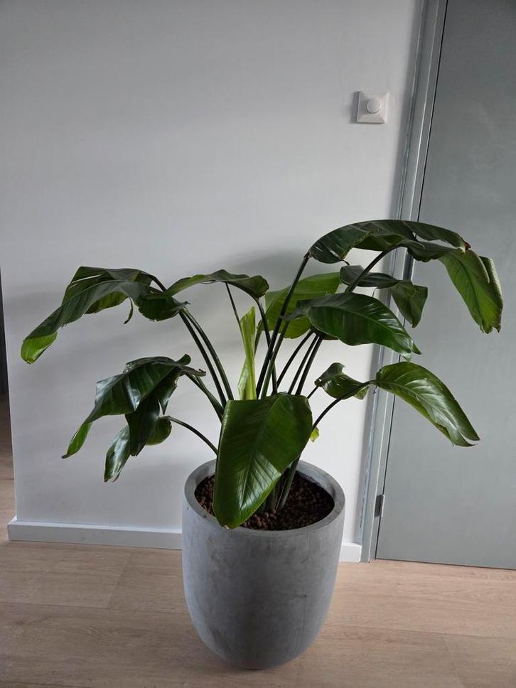 Strelizia Nicolai met pot, Huis en Inrichting, Kamerplanten, Overige soorten, 150 tot 200 cm, Groene kamerplant, Halfschaduw, In pot