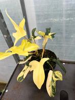 Philodendron variegata, Ophalen of Verzenden, Overige soorten, Minder dan 100 cm