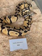 Ball Python 0.1 Pastel Fire Hypo 2023, Dieren en Toebehoren, Reptielen en Amfibieën, Slang, Tam, 3 tot 6 jaar