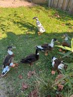 Loopeend gemengd met wilde eend, Dieren en Toebehoren, Pluimvee, Mannelijk, Eend