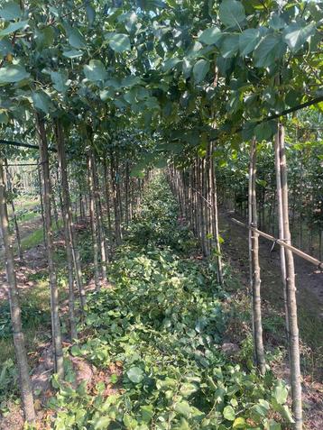 Elzen . Almus cordata. Alnus glutinosa beschikbaar voor biedingen