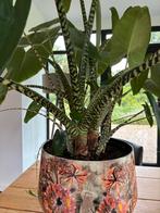 Alocasia Zebrina, zebraplant, olifantsoor, Huis en Inrichting, Kamerplanten, Ophalen, Overige soorten, 150 tot 200 cm, Volle zon