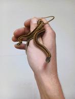 Roodflank kousenbandslangen – 2025 geboren, Dieren en Toebehoren, Slang, 0 tot 2 jaar