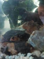 Aquariumvissen, Dieren en Toebehoren, Vis, Zoetwatervis