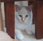 Ragdoll op zoek naar warm thuis, Meerdere dieren, Ontwormd