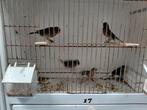 Kanaries 19 stuks, Dieren en Toebehoren, Vogels | Kanaries, Meerdere dieren, Kleurkanarie