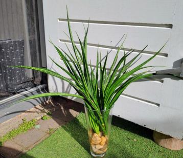 Sansevieria Fernwood Punk in glazen vaas kamerplant OPHALEN  beschikbaar voor biedingen