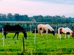 Zadelmak maken, Dieren en Toebehoren, Stalling en Weidegang