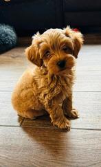 Prachtige Maltipoo pups klein/hyperallergeen/met garantie!, Dieren en Toebehoren, Honden | Chihuahua's en Gezelschapshonden, Rabiës (hondsdolheid)