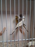 Mooi koppeltje larquet kanaries, Dieren en Toebehoren, Meerdere dieren, Kleurkanarie