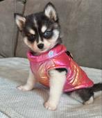 Hondenjas voor kleine hondjes., Ophalen of Verzenden, Nieuw, Hondenjas