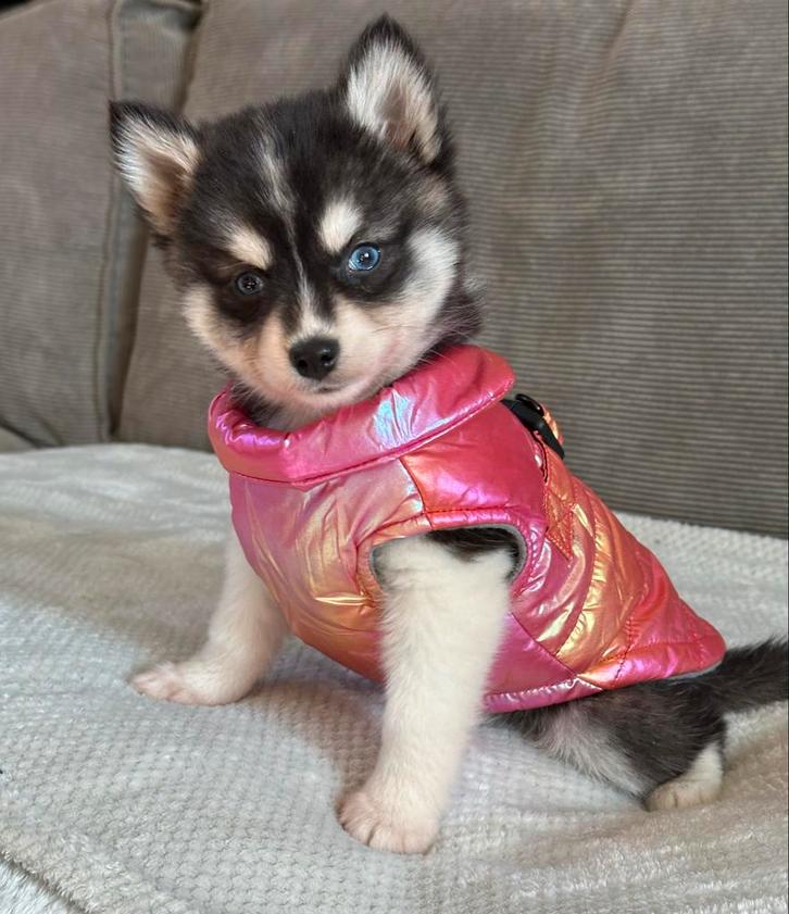 Hondenjas kleine hondjes of puppy’s Boomer, Pomeriaan,, Dieren en Toebehoren, Hondenkleding, Nieuw, Hondenjas, Ophalen of Verzenden