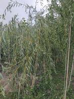 Gele treurwilg, Tuin en Terras, Planten | Bomen, Bloeit niet, Treurboom, 100 tot 250 cm, Ophalen
