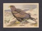 Roofvogel Zeearend (12)., Ophalen of Verzenden, 1960 tot 1980, Vogel