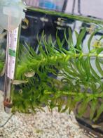 Baby guppies, Dieren en Toebehoren, Ophalen of Verzenden