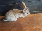 Jonge duitse reus konijn, Dieren en Toebehoren, Konijnen, Vrouwelijk, Groot, 0 tot 2 jaar