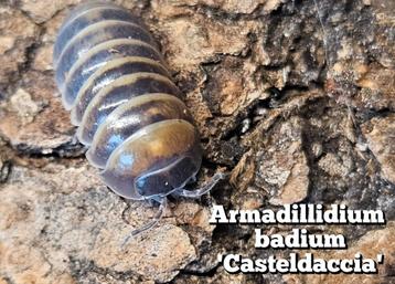 Armadillidium badium 'Casteldaccia' beschikbaar voor biedingen