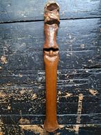 Fossiele poot voet oerpaard been noordzee, Verzamelen, Ophalen of Verzenden, Fossiel