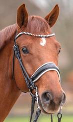 Dyon stang en trens hoofdstel, Dieren en Toebehoren, Paarden en Pony's | Hoofdstellen en Tuigage, Ophalen of Verzenden, Gebruikt