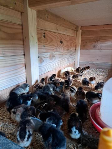 Barnevelder hennetjes beschikbaar voor biedingen