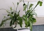 Hangvetplant, Rhipsalis koraalcactus stekjes € 12,50, Huis en Inrichting, Kamerplanten, Ophalen, Overige soorten, Halfschaduw