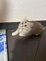 Britse korthaar & britse langhaar, Dieren en Toebehoren, Katten en Kittens | Raskatten | Korthaar, Kater, Ontwormd