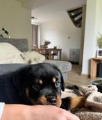 Rotweiler pups 7 - 8 week, Dieren en Toebehoren, Honden | Bulldogs, Pinschers en Molossers, Particulier, 8 tot 15 weken, Meerdere dieren