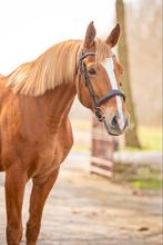 Bijrijdster/verzorger/leaser gezocht, Dieren en Toebehoren, Paarden en Pony's | Overige Paardenspullen, Ophalen, Nieuw, Dressuur
