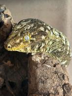 1.0 volwassen pine island man, Hagedis, Met terrarium, 3 tot 6 jaar