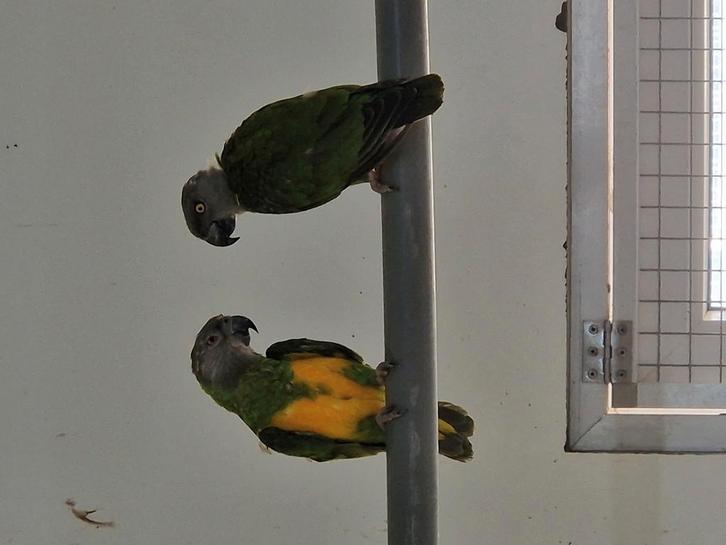 Koppel bonte boeren, Dieren en Toebehoren, Vogels | Parkieten en Papegaaien, Papegaai, Meerdere dieren, Geringd