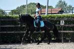 ## Super knappe en TOP braaf te rijden unieke Murgese ruin, Dieren en Toebehoren, B, Ruin, 3 tot 6 jaar, 160 tot 165 cm