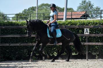 ## Super knappe en TOP braaf te rijden unieke Murgese ruin beschikbaar voor biedingen