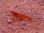 Neocaridina dwerg garnalen, Kreeft, Krab of Garnaal