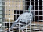 Blauwband doffer, Dieren en Toebehoren, Vogels | Duiven, Mannelijk